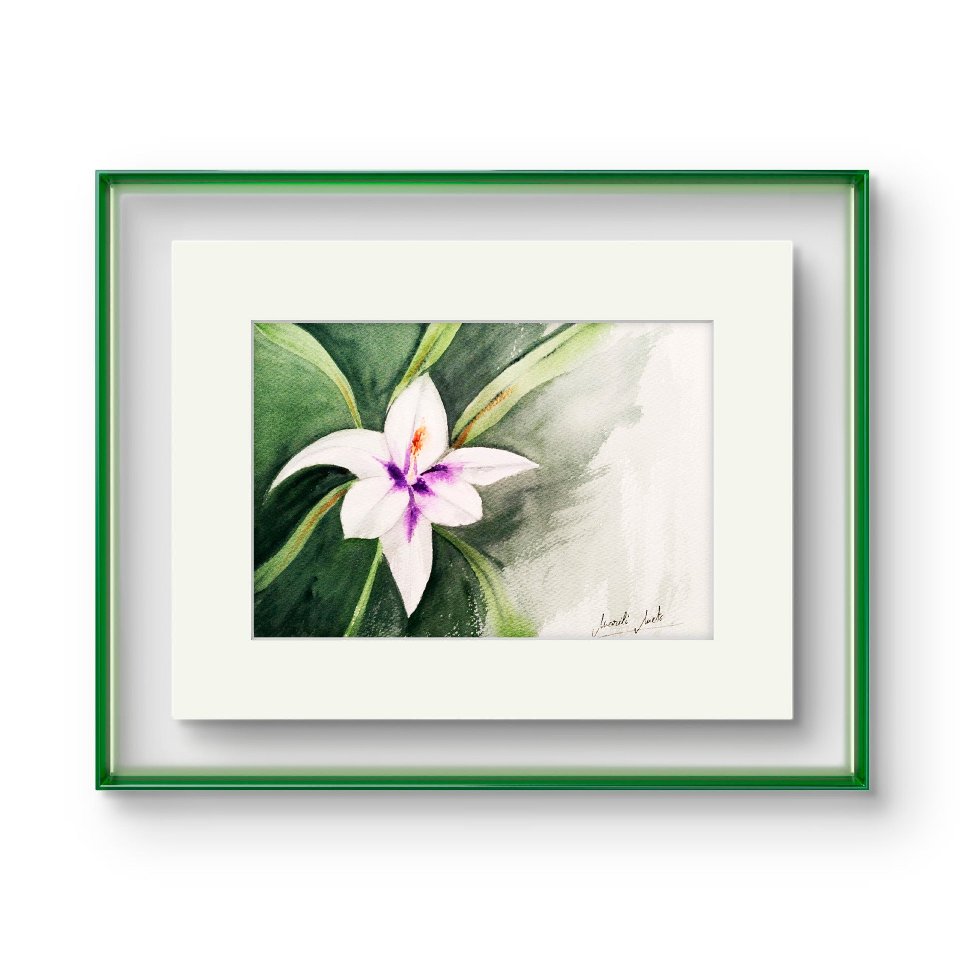 Acuarela del Gladiolo de Abisinia enmarcada. Arte floral para ambientes de calma y reflexión.