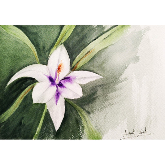 Acuarela del Gladiolo de Abisinia blanco, símbolo de fortaleza interior, victoria personal e integridad. Parte de la colección Jardín de Flores Blancas. Visto en formato cuadrado.