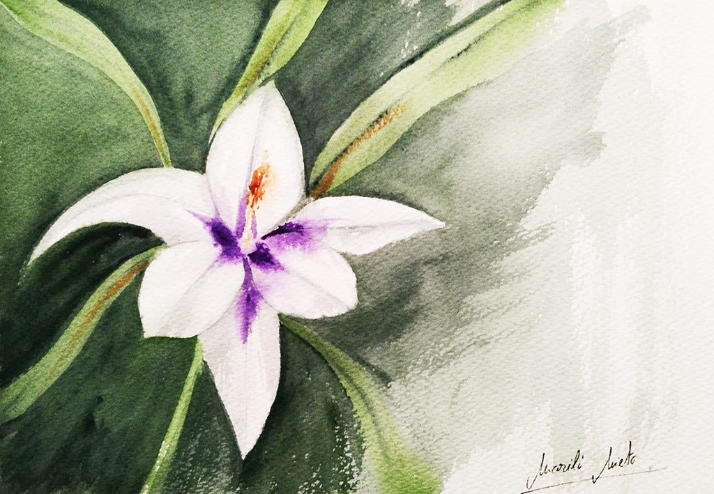 Acuarela del Gladiolo de Abisinia blanco, símbolo de fortaleza interior, victoria personal e integridad. Primera obra de la colección Jardín de Flores Blancas.