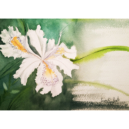 Acuarela del Iris Pallida blanco en formato cuadrado. Surge del lado izquierdo del cuadro, con hojas que se extienden hacia la derecha. Fondo en verdes suaves y azulados, simbolizando autosanación y liberación de patrones tóxicos.
