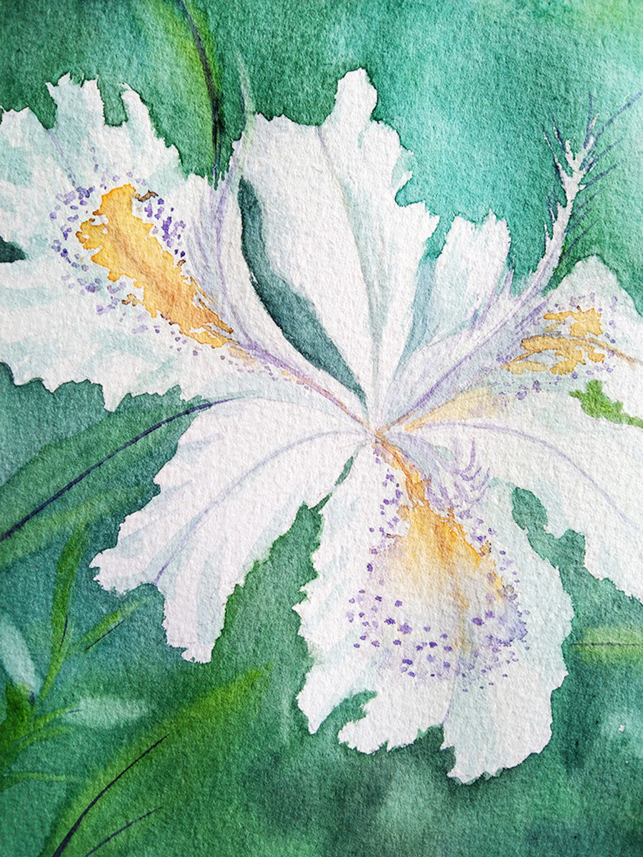 Detalle de los pétalos del Hibisco Blanco en acuarela, destacando la delicadeza del trazo y la textura del papel.
