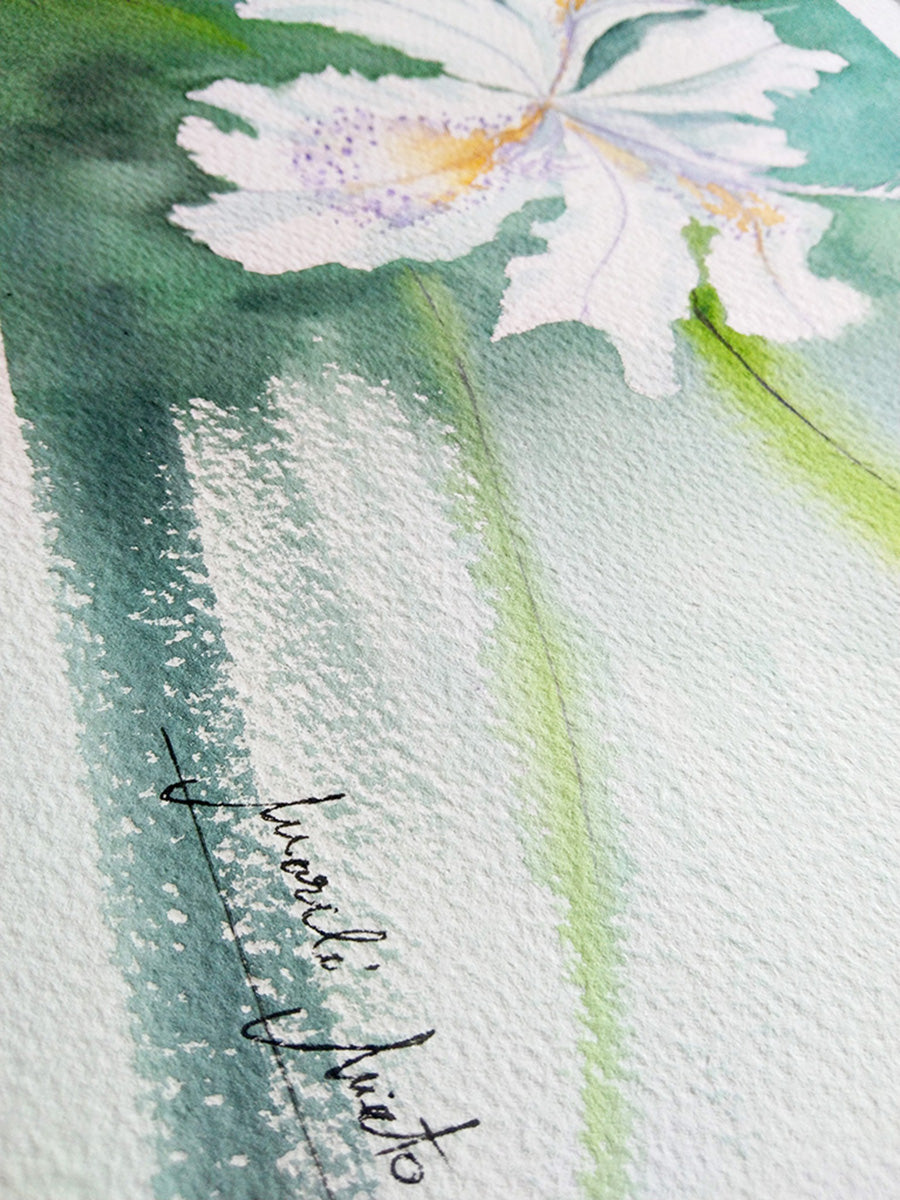 Firma del artista en la obra Iris Pallida, acuarela original de la colección Jardín de Flores Blancas.