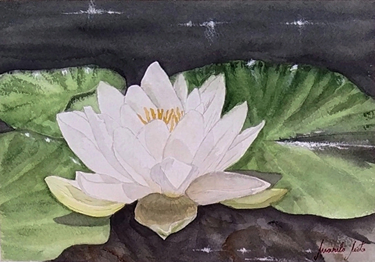Acuarela del Nenúfar blanco, símbolo de simboliza la pureza que surge del caos. Parte de la colección Jardín de Flores Blancas