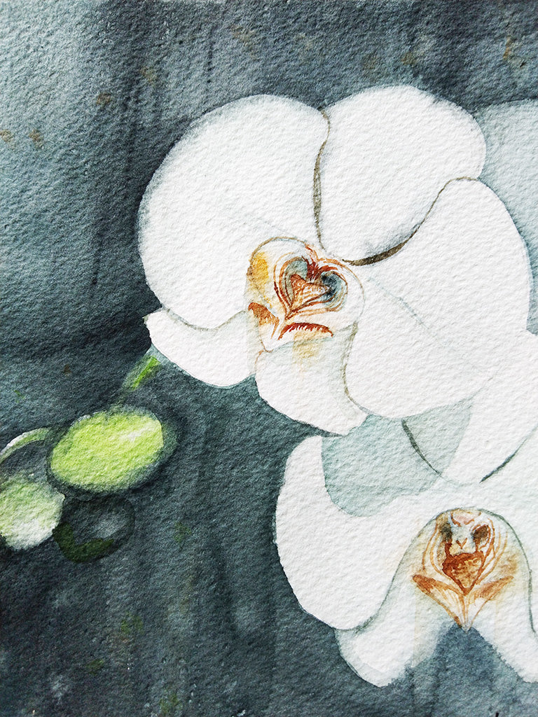 Detalle del pétalo de la Orquídea blanca pintado en acuarela, mostrando la textura delicada y la fluidez del pincel."