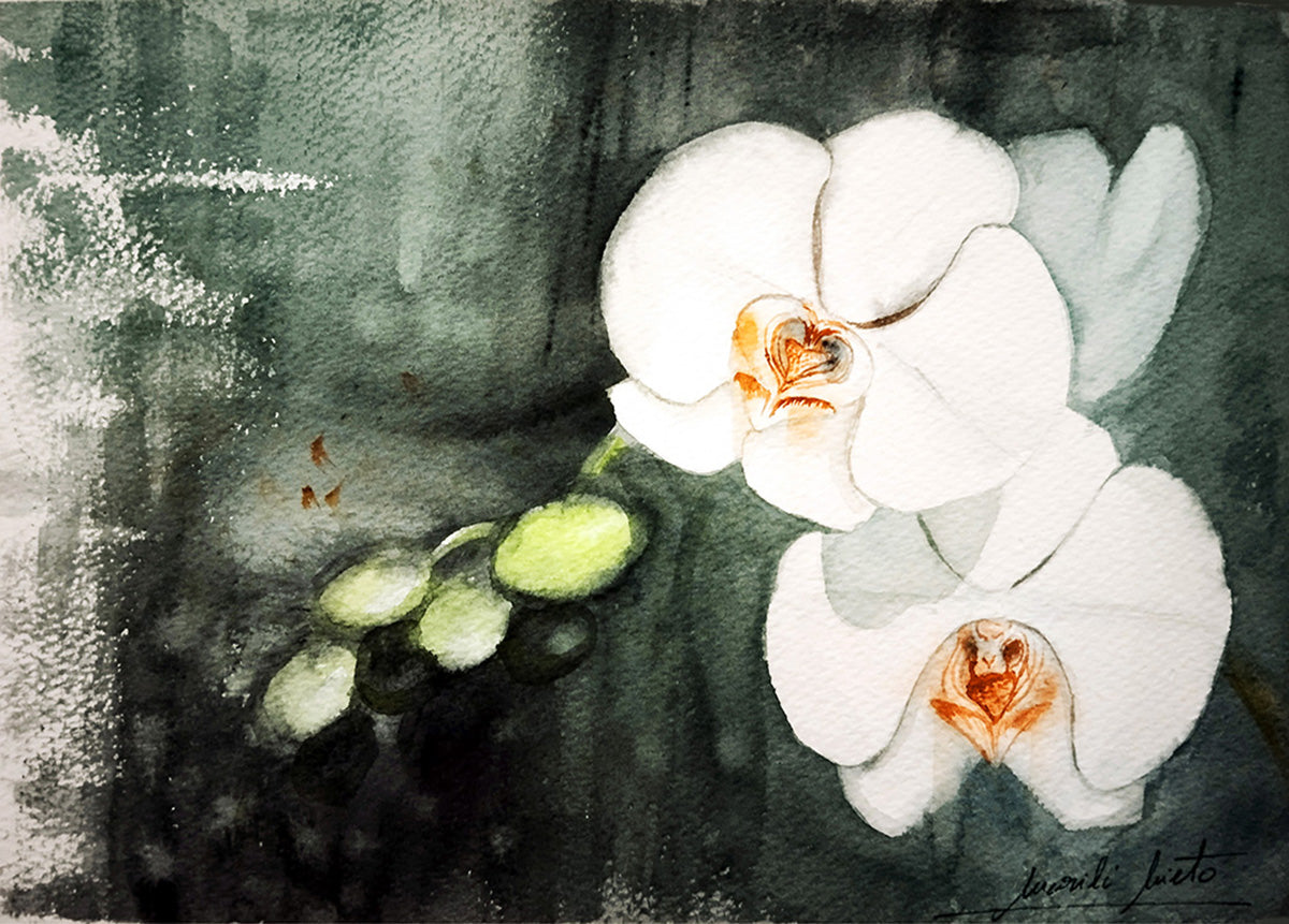 Acuarela de la Orquídea blanca, símbolo de amor incondicional  y equilibrio. Parte de la colección Jardín de Flores Blancas."